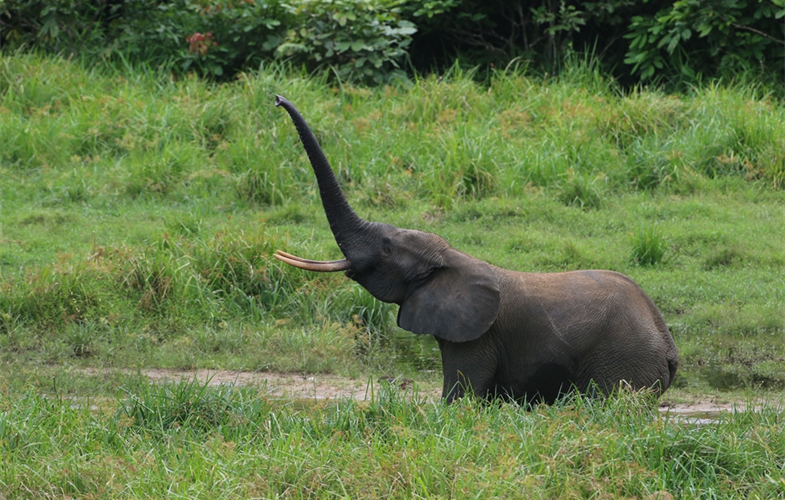 Forest elephant in Gabon CREDIT: WCS Gabon
